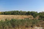 Teren intravilan - Zona Aradul Nou