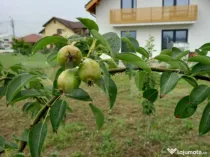 Casa individuala, 155 mp utili, 692 mp teren, Cornesti-Mihai