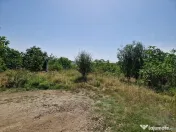 Domnesti - Ciutaci, vanzare 4 loturi de teren intravilan 