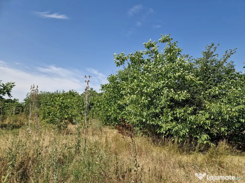 Domnesti - Ciutaci, vanzare 4 loturi de teren intravilan