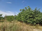 Domnesti - Ciutaci, vanzare 4 loturi de teren intravilan 