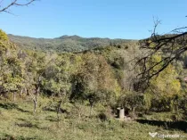 Teren cu priveliște superba , livadă și potențial căsu?