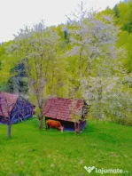 Teren intravilan agricol in Bran - Brasov