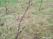Teren intravilan de vanzare in Calarasi langa Turda!