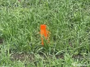 Terenuri Industriale 2000-5000mp Magurele-Buda 