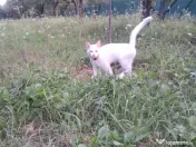 Intravilan 480 mp , loc de casa , zona padure Baicoi Prahova 