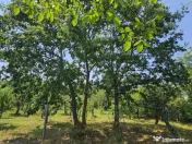 Intravilan 480 mp , loc de casa , zona padure Baicoi Prahova 