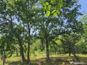 Intravilan 480 mp , loc de casa , zona padure Baicoi Prahova 