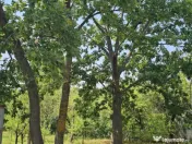 Intravilan 480 mp , loc de casa , zona padure Baicoi Prahova 