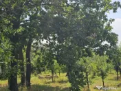 Intravilan 480 mp , loc de casa , zona padure Baicoi Prahova 