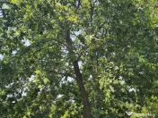 Intravilan 480 mp , loc de casa , zona padure Baicoi Prahova 