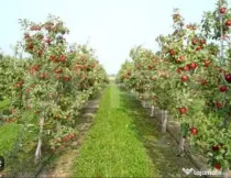 Oportunitate de investiție agricolă– Livadă de meri pe