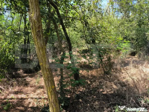 Teren 3000 mp - 1200 mp intravilan, zona Cuparu - Cuparu (Dambovita)