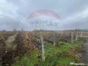 Teren intravilan 2727mp Carligele / Strada Tulceanu 