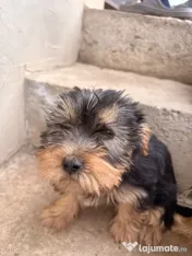 Yorkshire terrier 