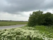 Terenul dintre 2 lacuri – 1000 mp în Mogoșoaia, la 5 minute de pădure 