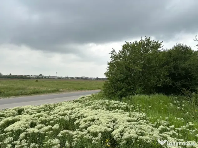 Terenul dintre 2 lacuri – 1000 mp în Mogoșoaia, la 5 minute de pădure
