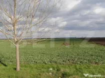 Teren 15.000 mp, 28 parcele, Peugeot/Pielesti