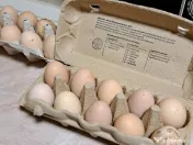 Oua pentru incubat Plymouth rock 