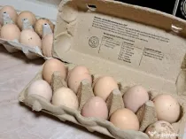 Oua pentru incubat Plymouth rock