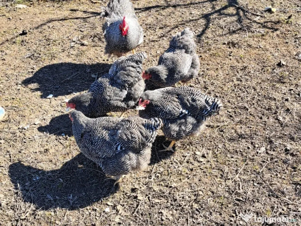 Oua pentru incubat Plymouth rock