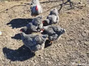 Oua pentru incubat Plymouth rock 