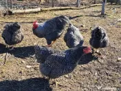 Oua pentru incubat Plymouth rock 