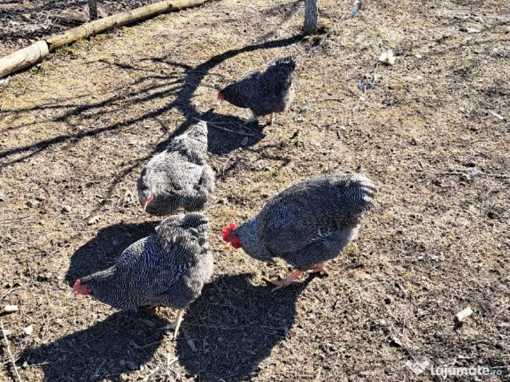 Oua pentru incubat Plymouth rock