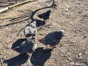 Oua pentru incubat Plymouth rock 