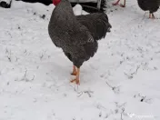 Oua pentru incubat Plymouth rock 