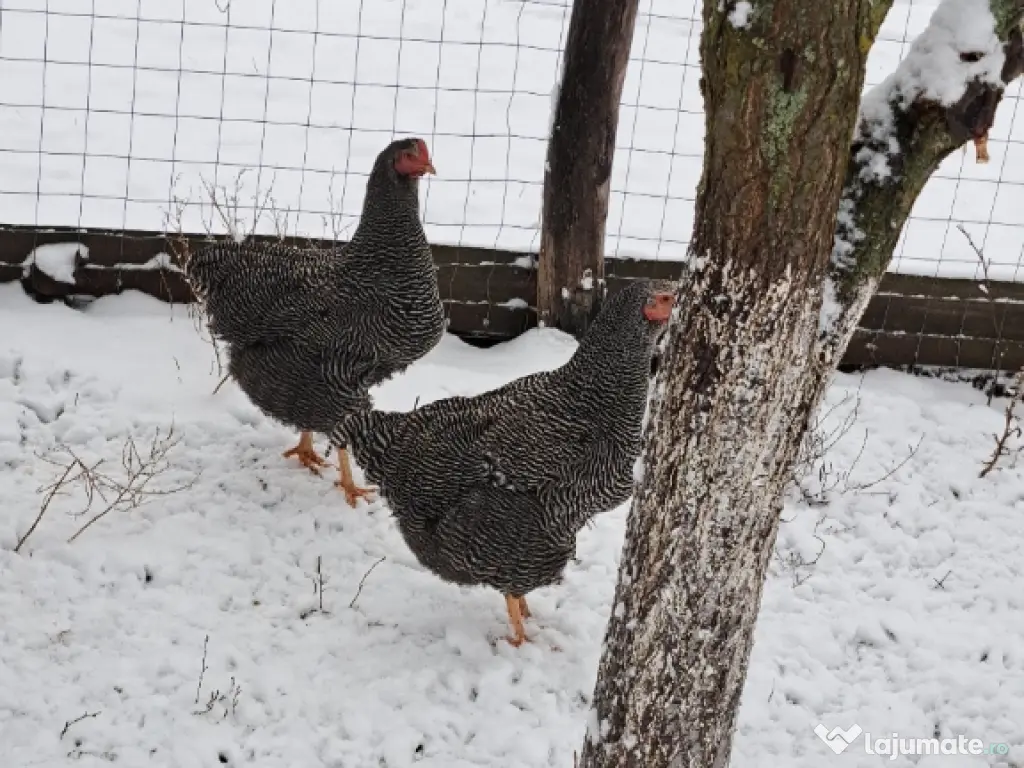 Oua pentru incubat Plymouth rock