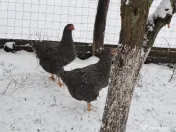 Oua pentru incubat Plymouth rock 