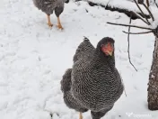 Oua pentru incubat Plymouth rock 