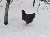 Oua pentru incubat Plymouth rock 