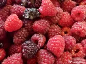 Proprietate com.Girov,compusa din casa,anexe si 8800 mp teren 