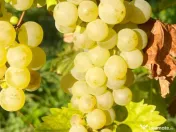 Proprietate com.Girov,compusa din casa,anexe si 8800 mp teren 