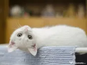 Pisicuta Fifi își caută o familie iubitoare! 