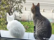 Pisicuta Fifi își caută o familie iubitoare! 