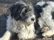 Donez metis carpatin de 5 luni 