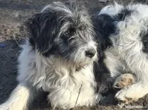 Donez metis carpatin de 5 luni