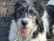 Donez metis carpatin de 5 luni 