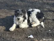 Donez metis carpatin de 5 luni 