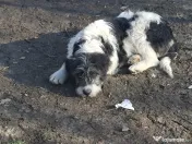 Donez metis carpatin de 5 luni 