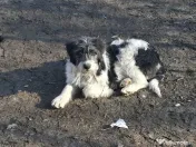 Donez metis carpatin de 5 luni 