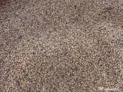 Sămânță de lucernă 