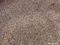 Sămânță de lucernă