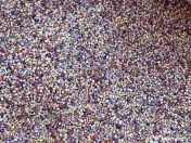 Sămânță de trifoi roșu (pentru fânețe) 