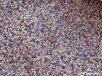 Sămânță de trifoi roșu (pentru fânețe)