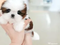 Shih Tzu talie foarte mica