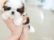 Shih Tzu talie foarte mica 